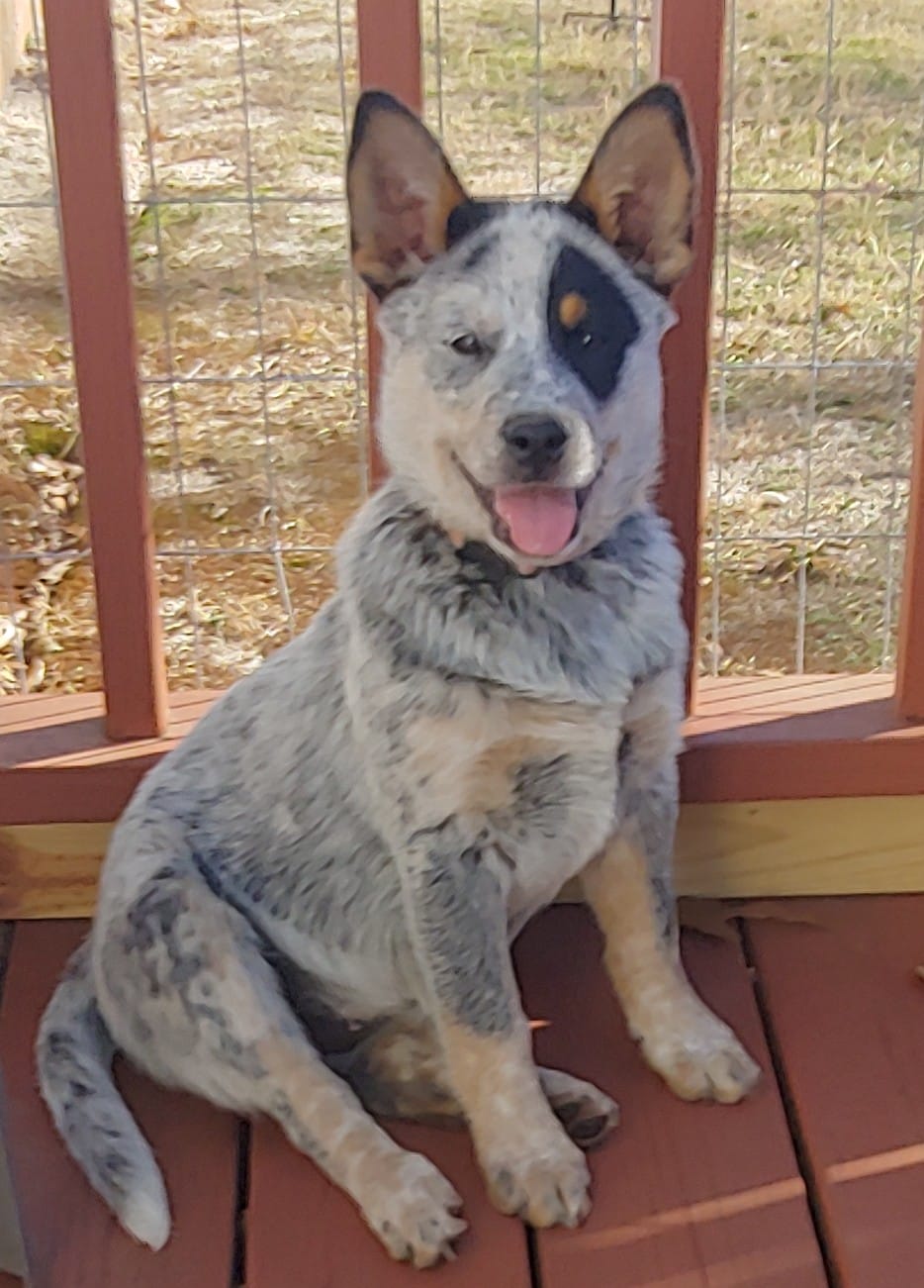Australian Cattle Dogs for sale in Camden  South Carolina, Golden Retriever puppies for sale in Camden South Carolina, Miniature Schnauzer puppies for sale in Camden South Carolina, Puppies for sale in Camden South Carolina, AKC puppies for sale in Camden South Carolina