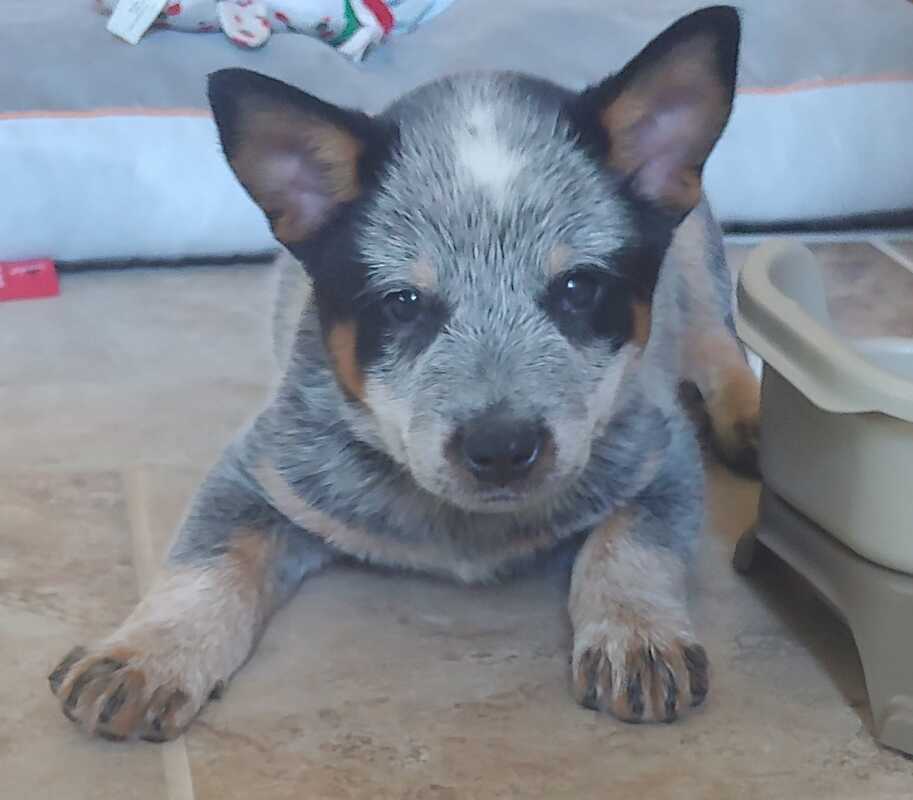 Australian Cattle Dog Puppies for Sale in Camden South Carolina, Golden Retriever Puppies for sale in South Carolina Australian Cattle Dog Puppies for sale in Columbia SC