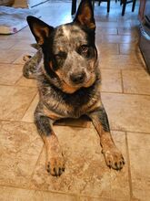 Australian Cattle Dog Stud Service in South Carolina , Australian Cattle Dog puppies for sale in South Carolina, Australian Cattle dog puppies for sale in Camden, Sc, Australian cattle dog puppies for sale in Columbia, SC