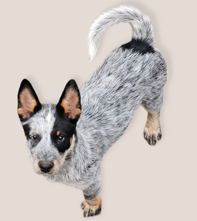 AUSTRALIAN CATTLE DOG PUPPIES FOR SALE IN SOUTH CAROLINA AUSTRALIAN CATTLE DOG PUPPIES FOR SALE IN COLUMBIA SC AUSTRALIAN CATTLE DOG PUPPIES FOR SALE IN MYRTLE BEACH SC AUSTRALIAN CATTLE DOG PUPPIES FOR SALE IN CAMDEN SC AUSTRALIAN CATTLE DOG PUPPIES FOR SALE IN DARLINGTON SC