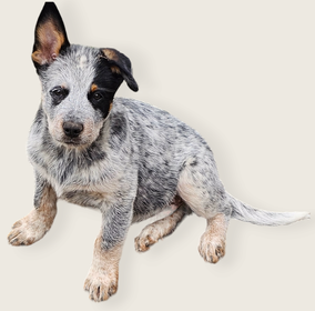 AUSTRALIAN CATTLE DOG PUPPIES FOR SALE IN SOUTH CAROLINA AUSTRALIAN CATTLE DOG PUPPIES FOR SALE IN COLUMBIA SC AUSTRALIAN CATTLE DOG PUPPIES FOR SALE IN MYRTLE BEACH SC AUSTRALIAN CATTLE DOG PUPPIES FOR SALE IN CAMDEN SC AUSTRALIAN CATTLE DOG PUPPIES FOR SALE IN DARLINGTON SC